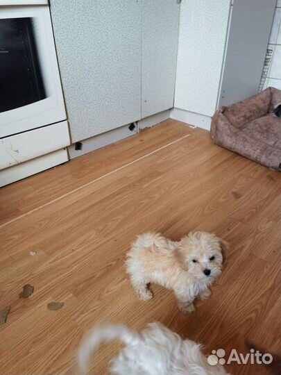 Девочка мальтипу F1