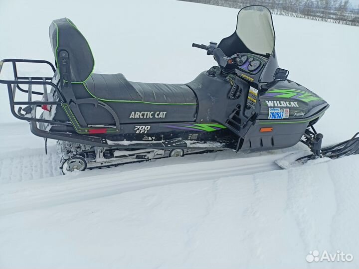 Arctic cat