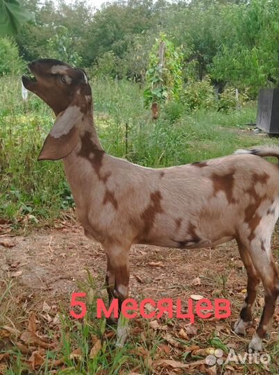 Нубийские козы, козлики, козочки