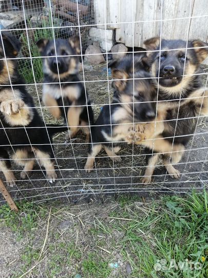 Продаются щенки немецкой овчарки