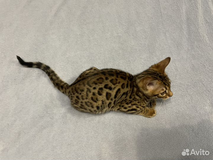 Бенгальский котёнок