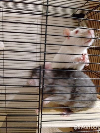 Декоративная крыса