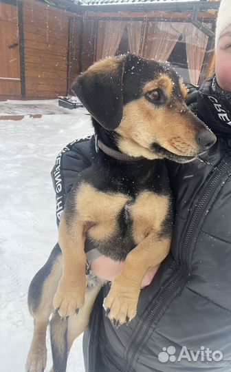 Такса вязка девочка