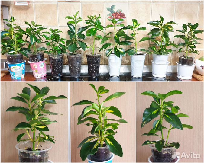 Растение Бересклет японский комнатный, цветы