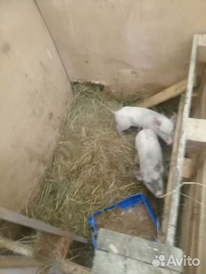 Продам поросят