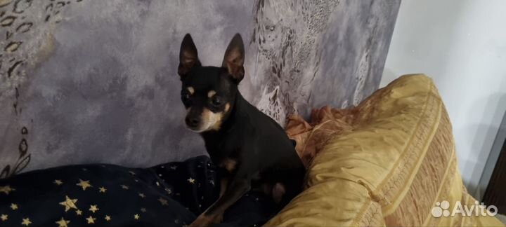 Мини той-терьер