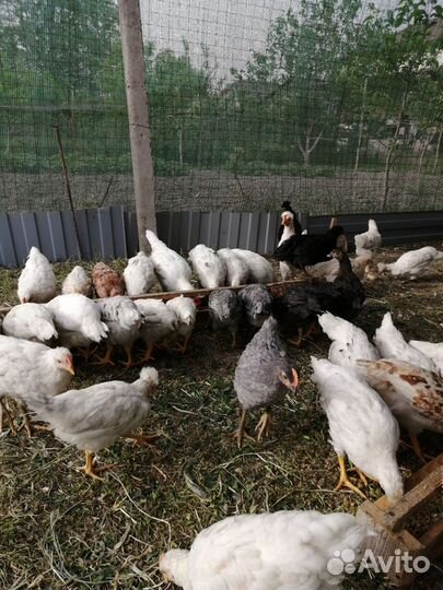 Цыплята молодки несушки