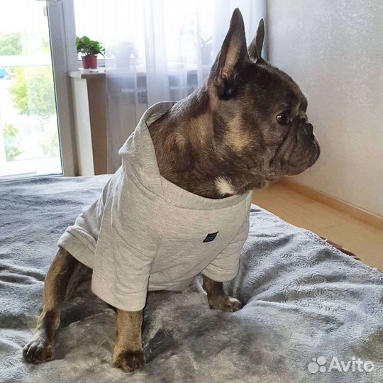 Вязка голубой французский бульдог кобель