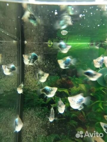 Пецилия дисковая, гуппи