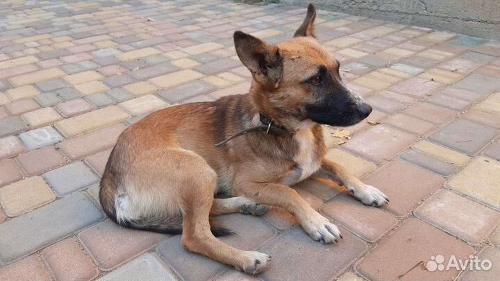 Собака в добрые руки