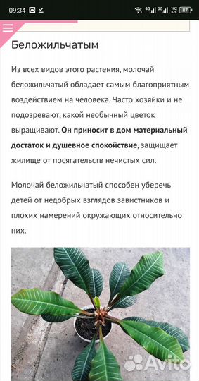 Молочай беложильчатый.(пальма) Приносит счастье