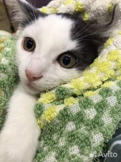 Котята в добрые руки бесплатно