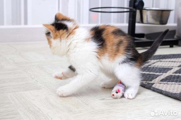 Вислоухие котята в добрые руки бесплатно