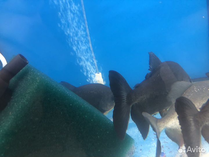 Пиранья амазонская