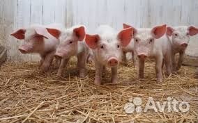 Поросята