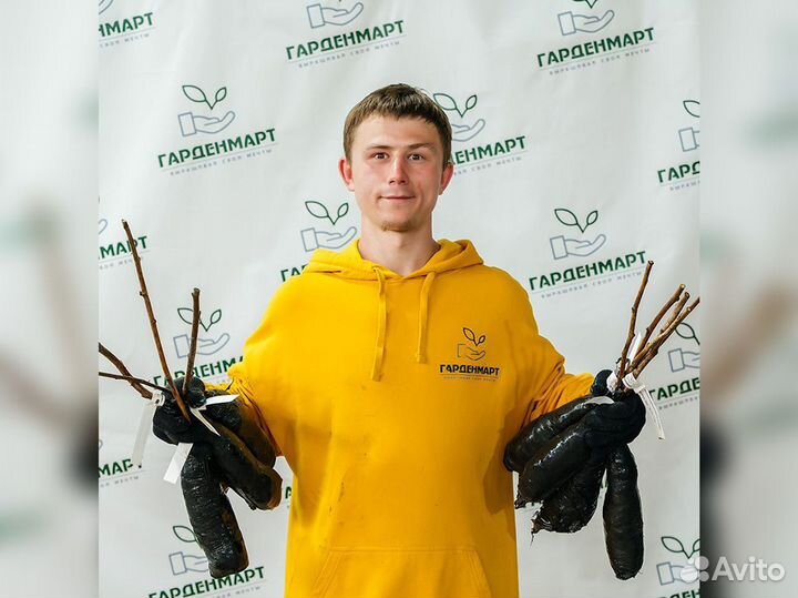 Саженцы малины. Оптом