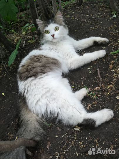 Кошка в добрые руки