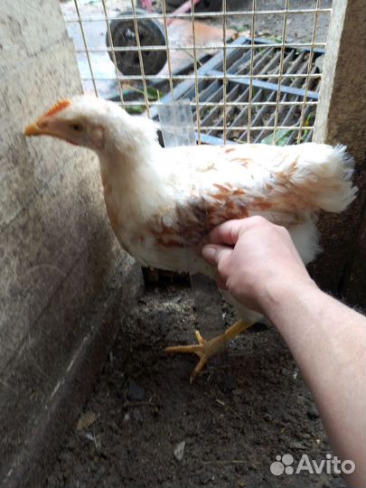 Петушки 5 месяцев