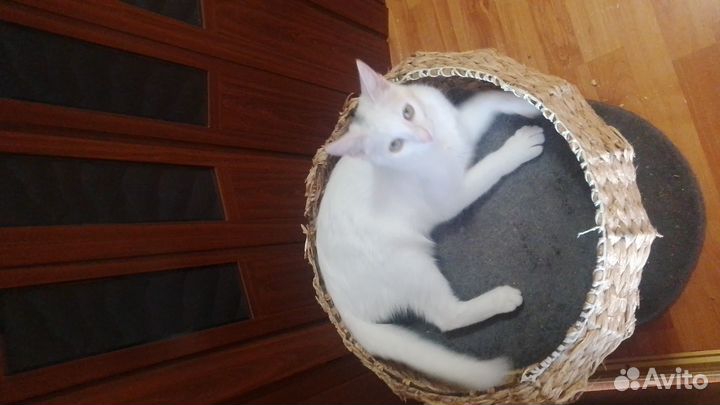 Отдаём в хорошие руки красивую кошечку