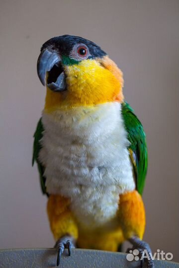 Птенцы выкормыши больших попугаев разных видов