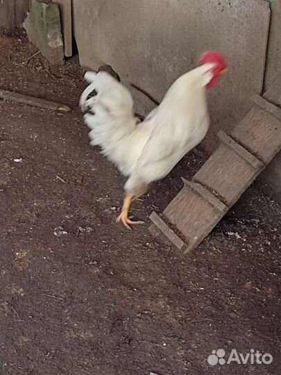 Молодые петухи