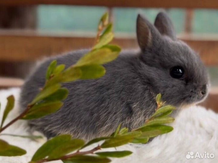 Породистые Карликовые Декоративные Кролики