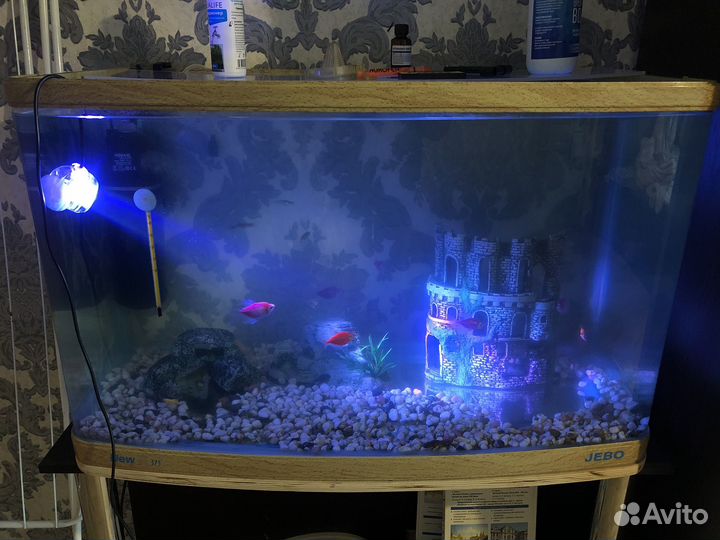 Аквариум и аквариумные рыбки
