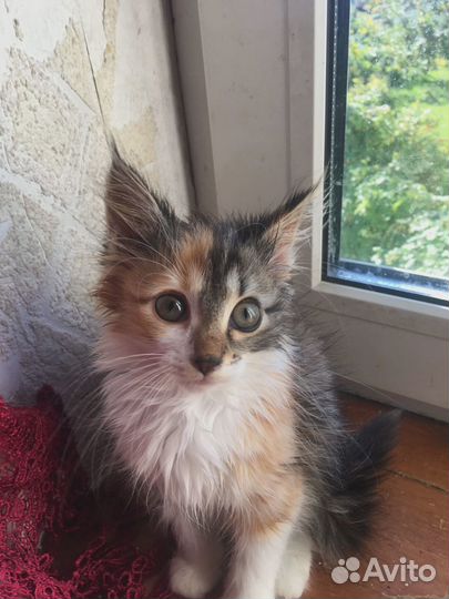 Котенок в добрые руки