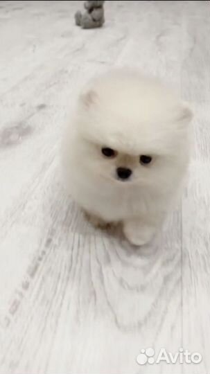 Шикарные померашки