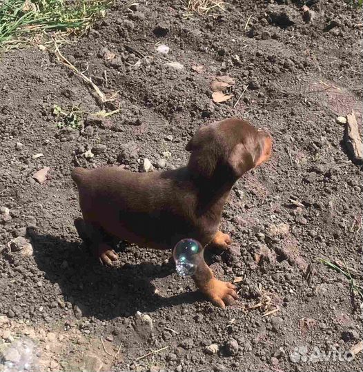 Щенки добермана