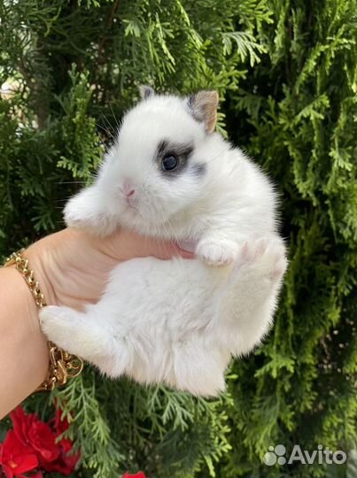 Кролики большой выбор