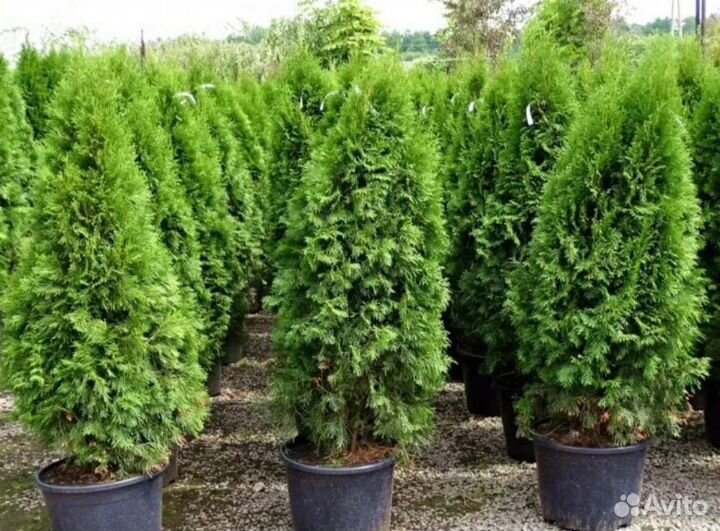 Туя смарагд