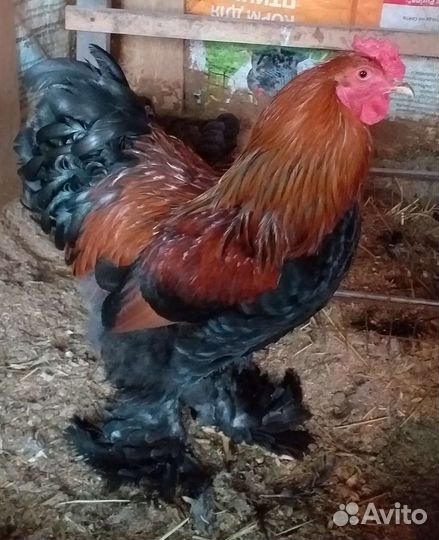 Петухи Брама,Кохинхин, Ухейиллюй,Китайская шёлк