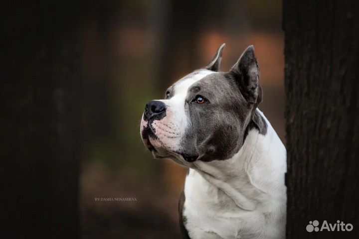 Кобель амстафф открыт для вязок