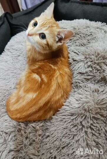 Рыжий котенок девочка в дар