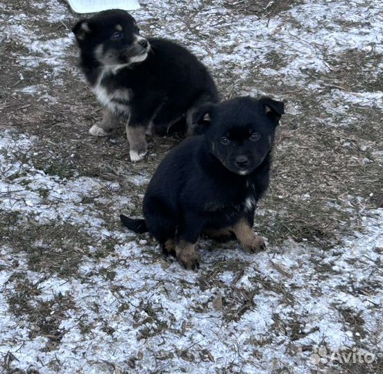 Щенки в дом