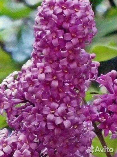 Жасмин, бульденеж, сирень, ромашка, спирея