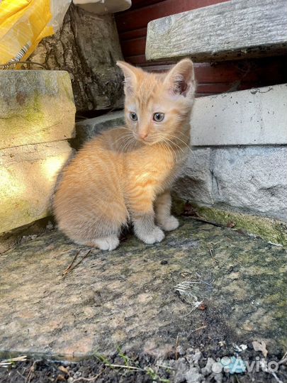 Котенок девочка (3мес.)