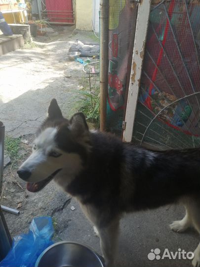 Сибирский хаски