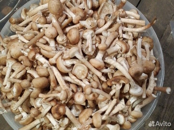 Грибы опята свежие