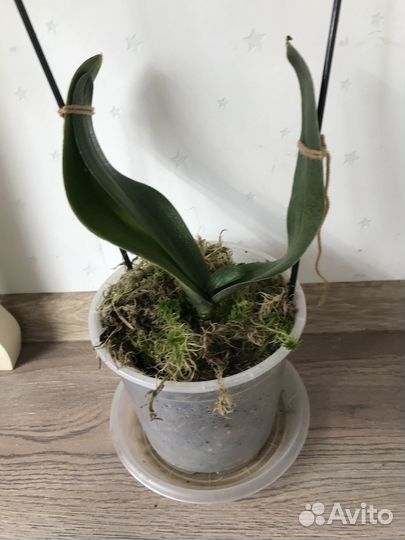 Приму в дар вашу орхидею