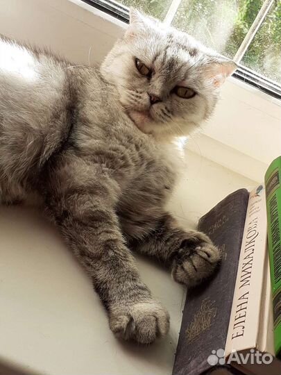 Кошка Ева ищет дом