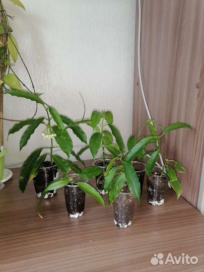 Хойя локки/ Hoya Lockii