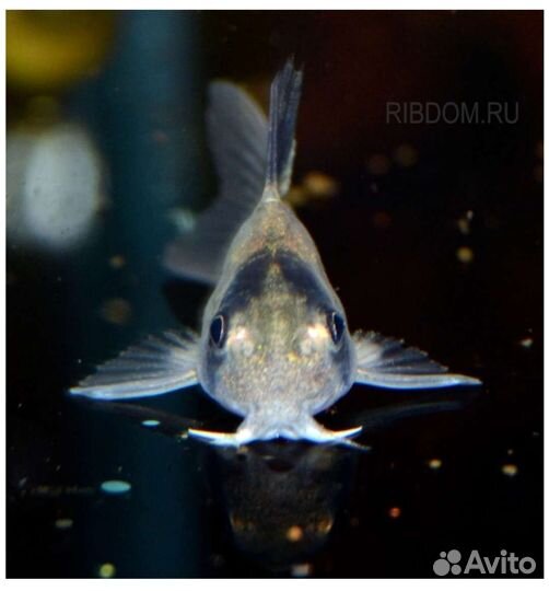 Панда сомик коридорас Аквариумные рыбки много