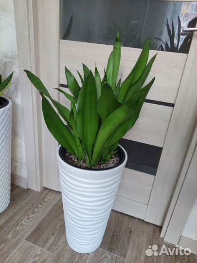 Сансевиерия Муншайн