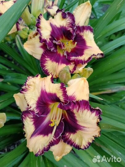 Лилейники сортовые1