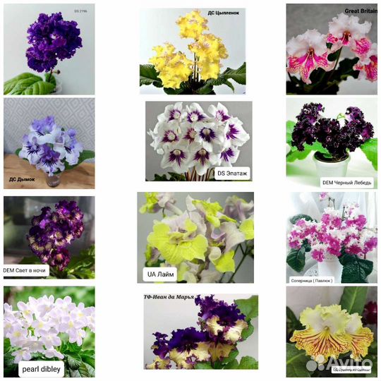 Стрептокарпусы 45 сортов