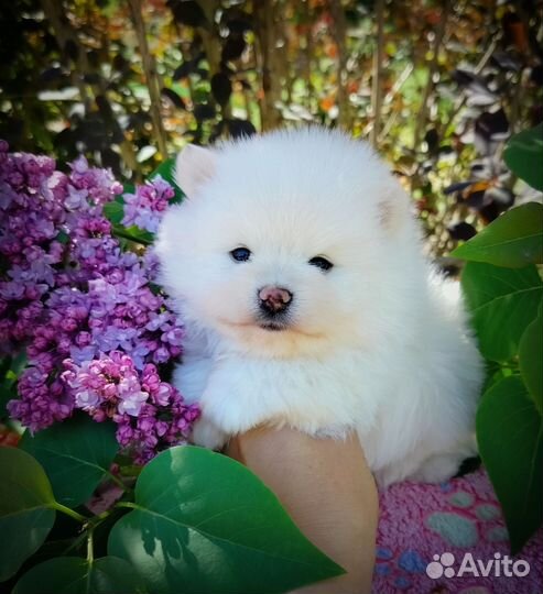 Белые шпицемишки