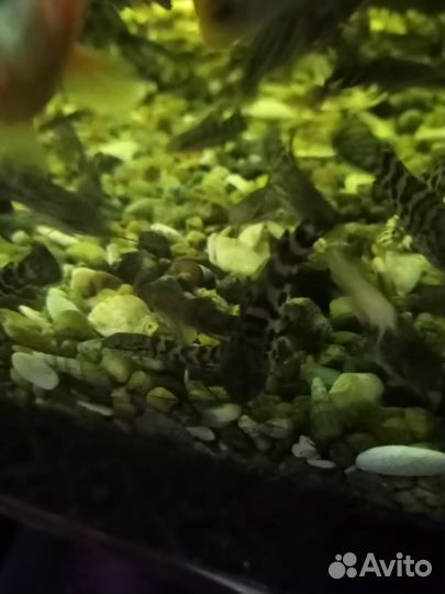 Аквариумные рыбки