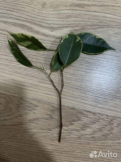 Фикус лакия, бафт, моник, голден моник